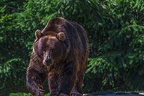 0533-kodiak bear