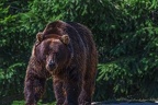 0534-kodiak bear