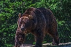 0536-kodiak bear
