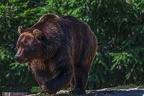 0535-kodiak bear