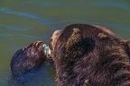 0537-kodiak bear