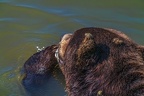 0538-kodiak bear