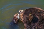 0539-kodiak bear