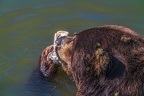 0540-kodiak bear