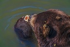 0543-kodiak bear