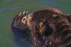 0545-kodiak bear