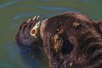 0546-kodiak bear