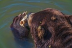 0547-kodiak bear