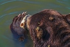 0548-kodiak bear