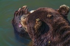 0549-kodiak bear