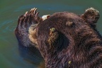 0550-kodiak bear