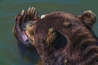 0551-kodiak bear