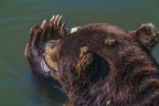 0552-kodiak bear