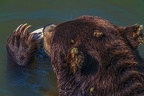 0553-kodiak bear