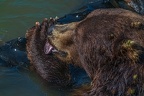 0554-kodiak bear