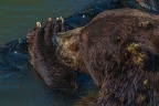 0555-kodiak bear
