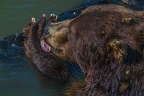 0556-kodiak bear