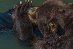 0557-kodiak bear