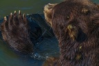 0559-kodiak bear