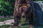 0568-kodiak bear