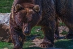 0573-kodiak bear