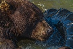 0579-kodiak bear