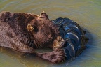 0584-kodiak bear