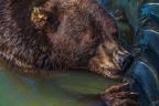 0586-kodiak bear