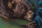 0587-kodiak bear