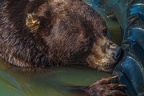 0588-kodiak bear