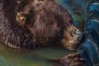 0589-kodiak bear