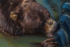 0590-kodiak bear