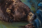 0591-kodiak bear