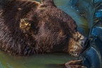 0592-kodiak bear