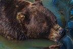 0593-kodiak bear