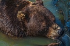 0594-kodiak bear