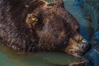 0595-kodiak bear