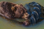 0596-kodiak bear