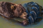 0597-kodiak bear