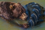 0599-kodiak bear