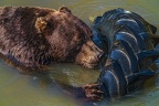 0600-kodiak bear