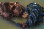 0601-kodiak bear