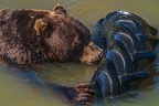 0602-kodiak bear