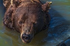 0603-kodiak bear
