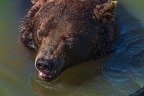 0606-kodiak bear