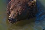 0607-kodiak bear