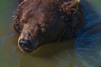 0609-kodiak bear