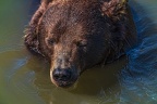 0610-kodiak bear
