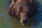 0611-kodiak bear