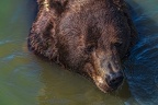 0612-kodiak bear